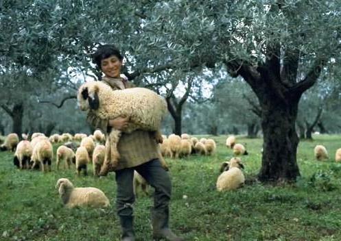 Верното овчарче