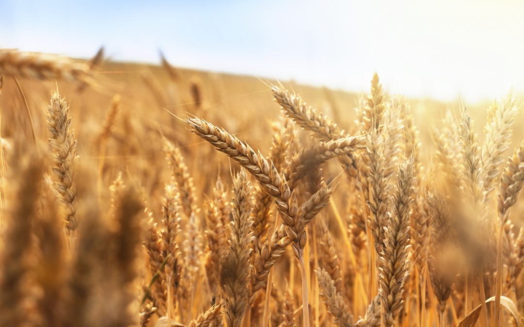 КОПНЕЖОТ НА ВЕКОВИТЕ – 6 декември – Во предворјето на храмот (трет дел)